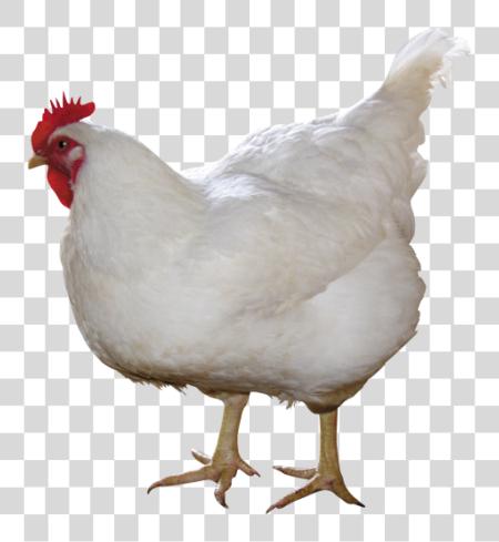 تحميل Chicken بي ان جي ملف