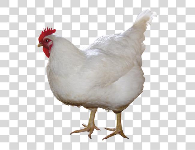 Download Chicken Clip Art