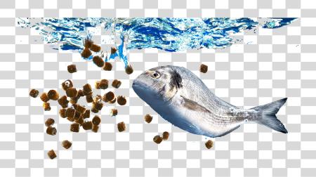 Download Fish Under Water Getting its Snack Feeding PNG file