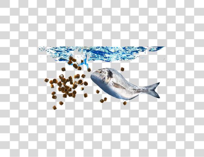 Download Fish Under Water Getting its Snack Feeding Clip Art