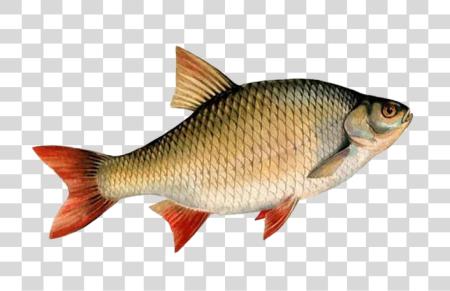 Download Side View of a Fish PNG file