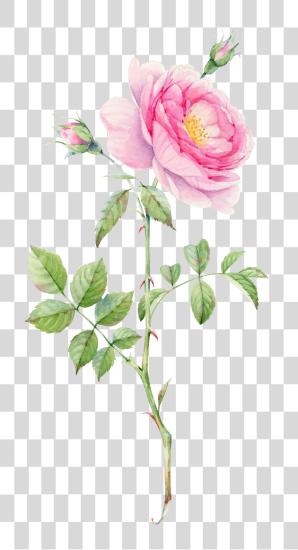 下载 Plant 繪畫 Rose 花束 花 水彩 Rose 叶子 PNG file