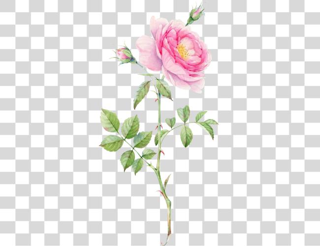 Download Plant Drawing Rose Bouquet Flower Watercolor Rose Leaf Clip Art