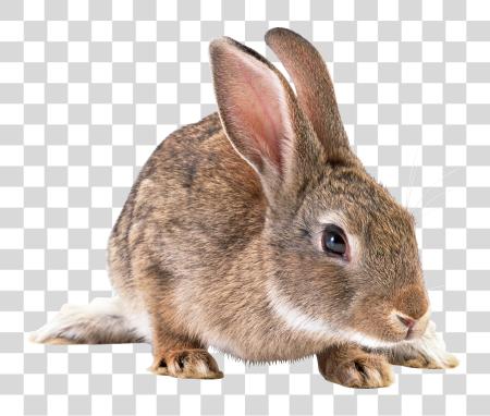 Download Rabbit PNG file