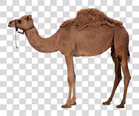 下载 Camel PNG file