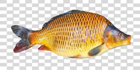 Download Common Carp Fish PNG file