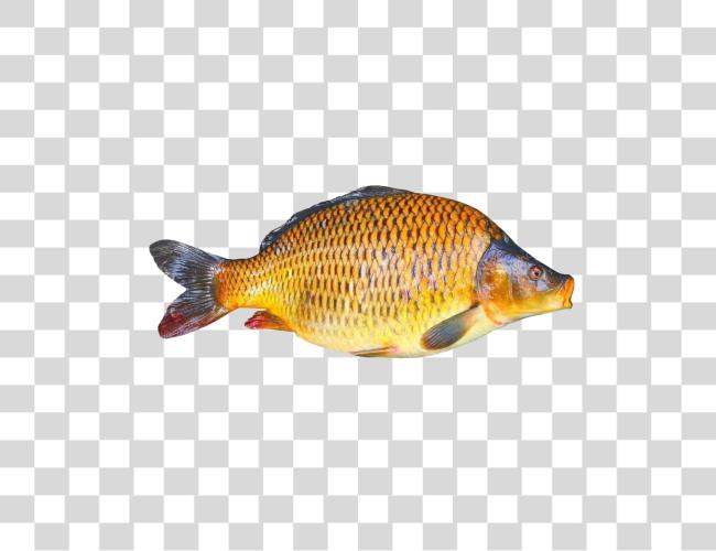 Download Common Carp Fish Clip Art