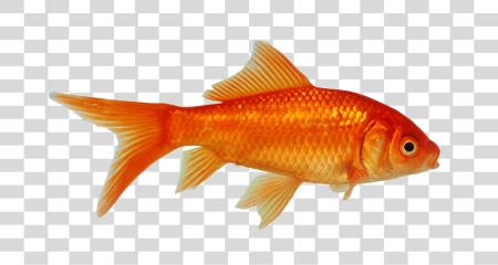 Download Small Goldfish  PNG file