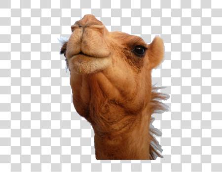 Download Camel PNG file