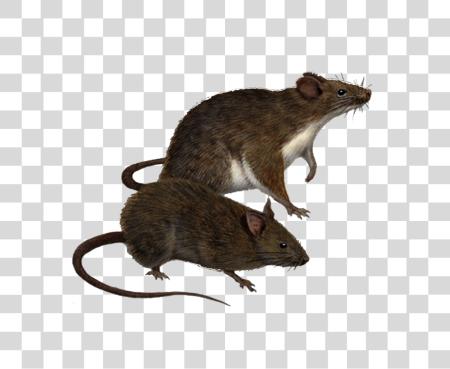 Download Rat and Mice Animal Illustration for Small Mammals PNG file