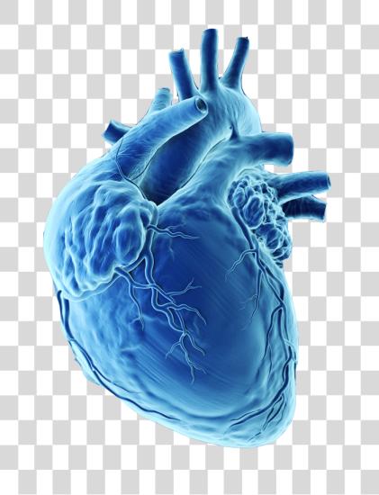 Download Human Heart 3d X Ray PNG file