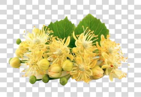 下载 一个 簇 of 芳香的 椴树 Blossoms PNG file