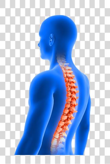 Download  man poor posture with spine highlighted PNG file