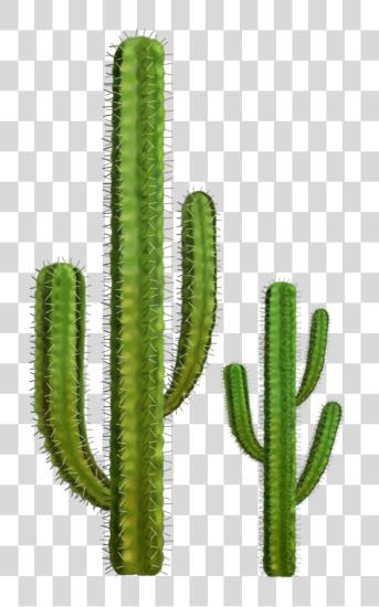 下载 Cactus Plant 關懷 Tips 为了 Desert Flora PNG file