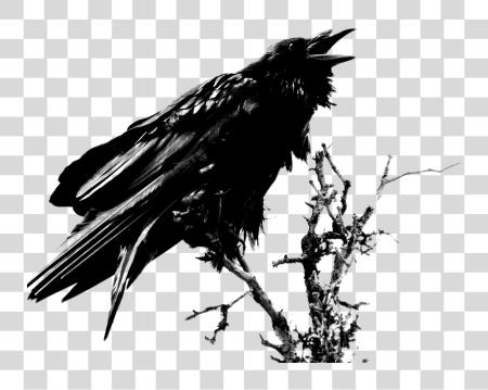 Download Raven PNG file