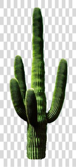 Download Cactus Types and Care for Desert Plants Cutout PNG file