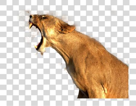 Download Lioness Roaring Fierce Predator Big gato Wild animal PNG file