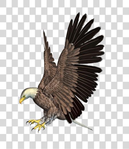 Download Eagle Illustration of Soaring Bird of Prey PNG file