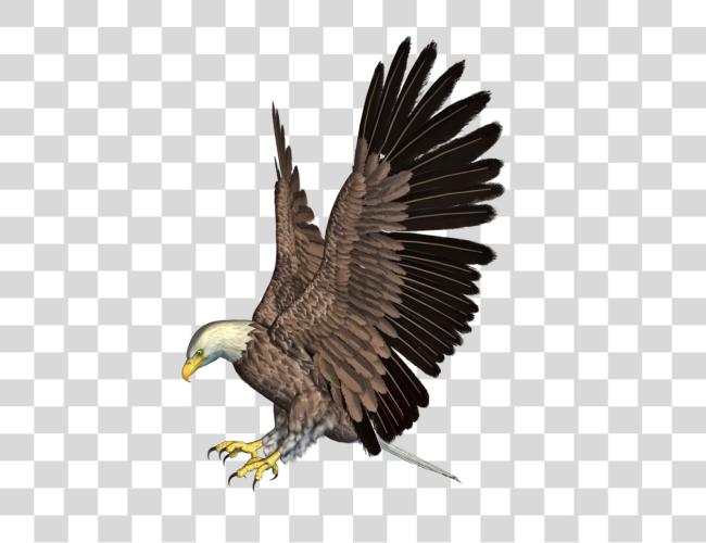 Download Eagle Illustration of Soaring Bird of Prey Clip Art