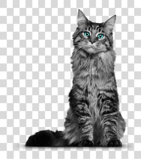 Download Maine Coon gato esponjoso Gray Feline azul ojos PNG file