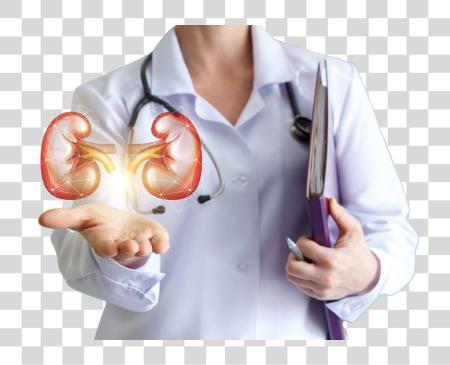 Download A nephrologist holds a spectral image of the kidneys PNG file