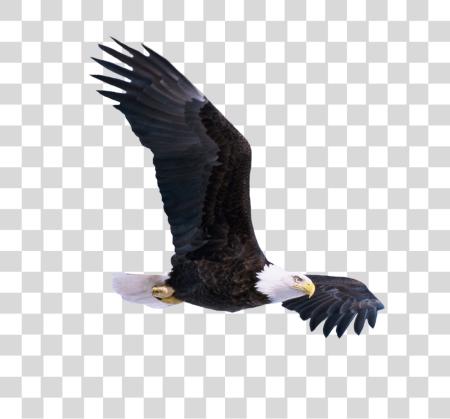 Download Bald Eagle Wildlife Photography and Soaring Beauty PNG file