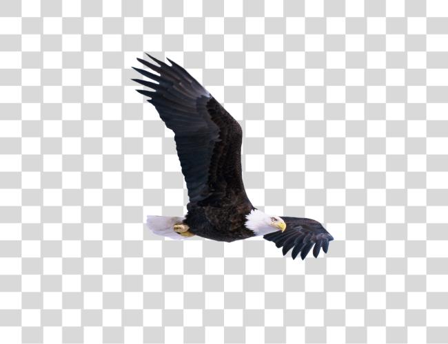 Download Bald Eagle Wildlife Photography and Soaring Beauty Clip Art