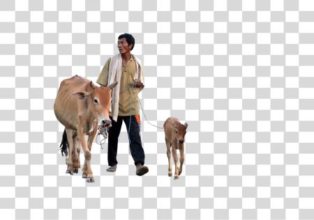 Download Cow 4 PNG file