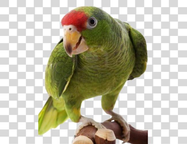 Download Parrot Clip Art