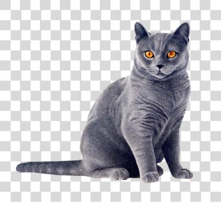 下载 Gray 猫 與 橙色 眼睛 坐着 Domestic 猫 PNG file