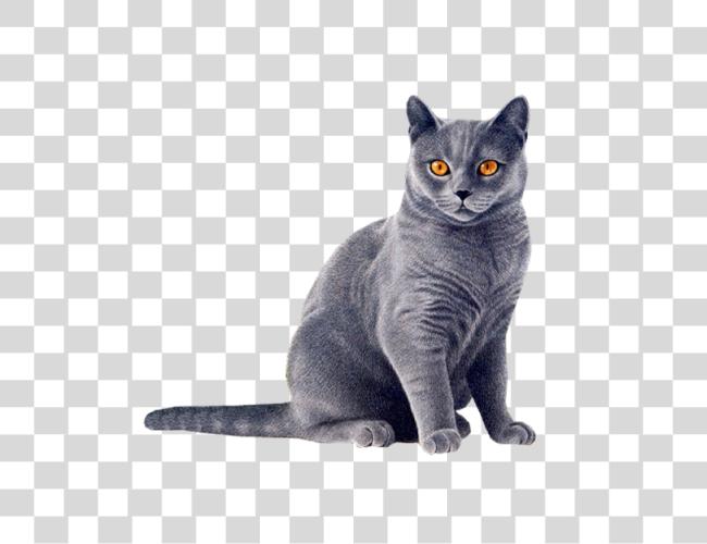 Download Gray gato con naranja ojos sentado Domestic gato Clip arte