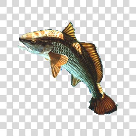 Download Fish PNG file