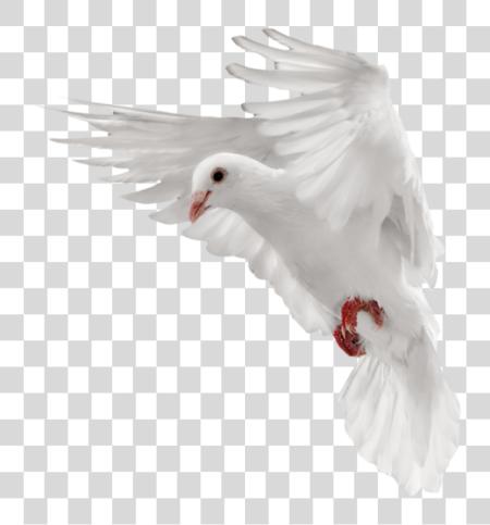 下载 Pigeon PNG file