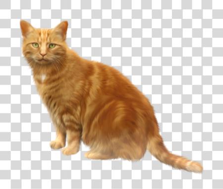 Download esponjoso naranja gato Ginger Tabby Pet cuidado PNG file