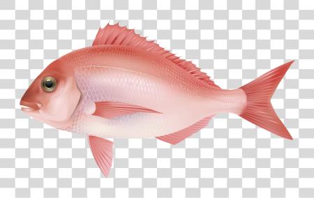 Download Fish PNG file