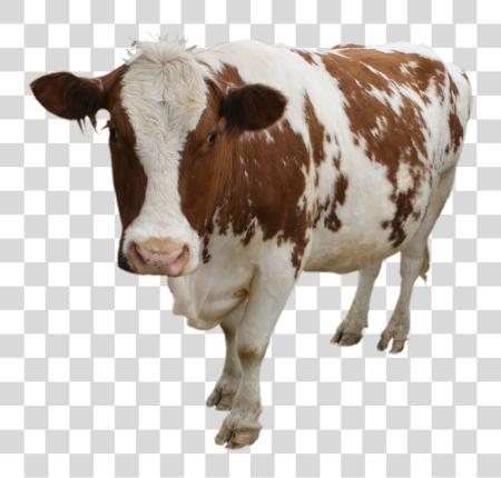 Download Cow PNG file