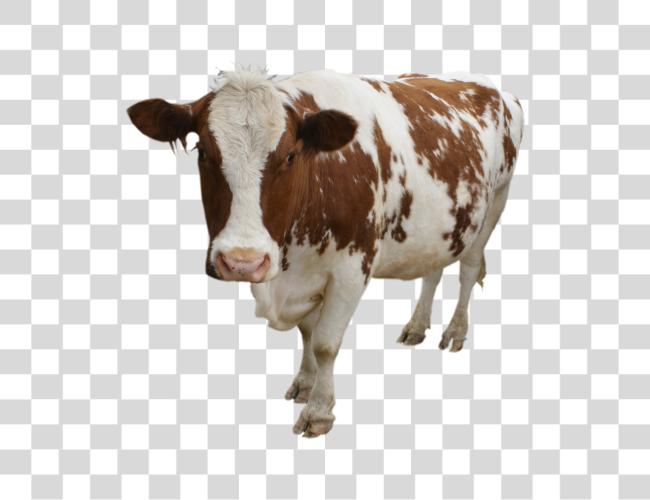 Download Cow Clip Art