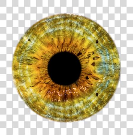 Download Colorful Eye Anatomy and Ocular Structure PNG file