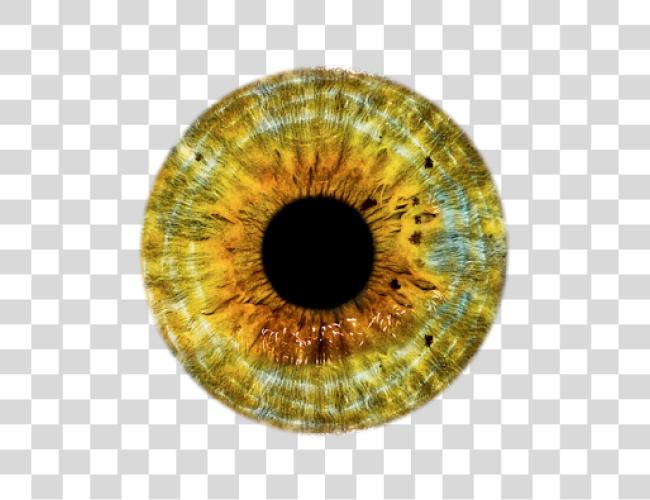 Download Colorful Eye Anatomy and Ocular Structure Clip Art