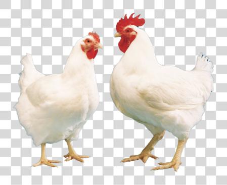 Download pair of white chickens hen and rooster PNG file