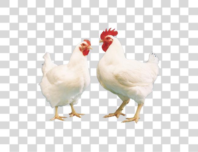 Download pair of white chickens hen and rooster Clip Art