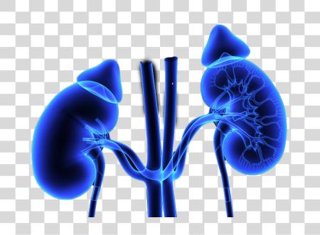 Download 3D Object x ray of a pair of human kidneys PNG file