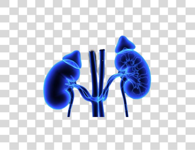 Download 3D Object x ray of a pair of human kidneys Clip Art