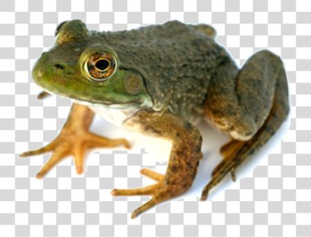 Download Frog PNG file