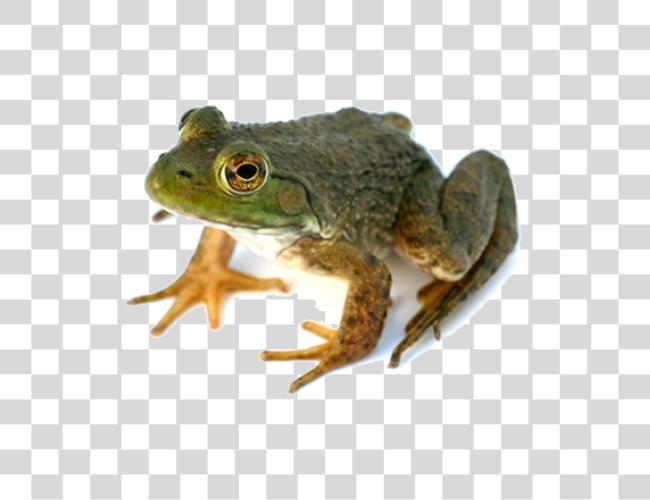 تحميل Frog مقطوعة فن