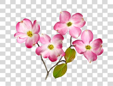 Download delicado Pink Flowers con amarillo centros PNG file