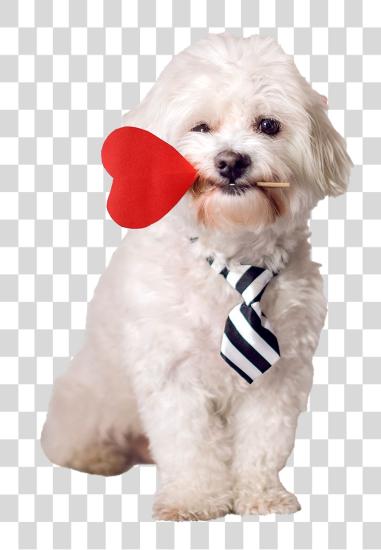 Download fluffy white dog holding a red heart in its mouth PNG file