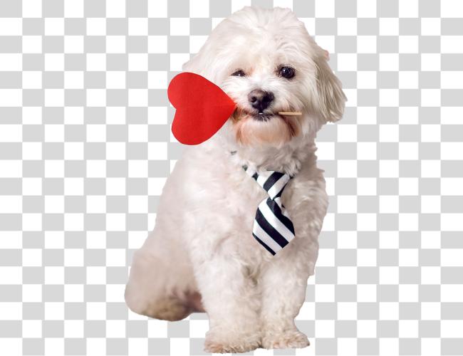 Download fluffy white dog holding a red heart in its mouth Clip Art