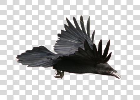 Download Raven PNG file