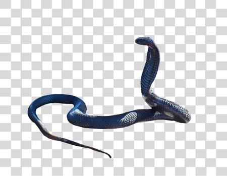 Download Snake azul PNG file